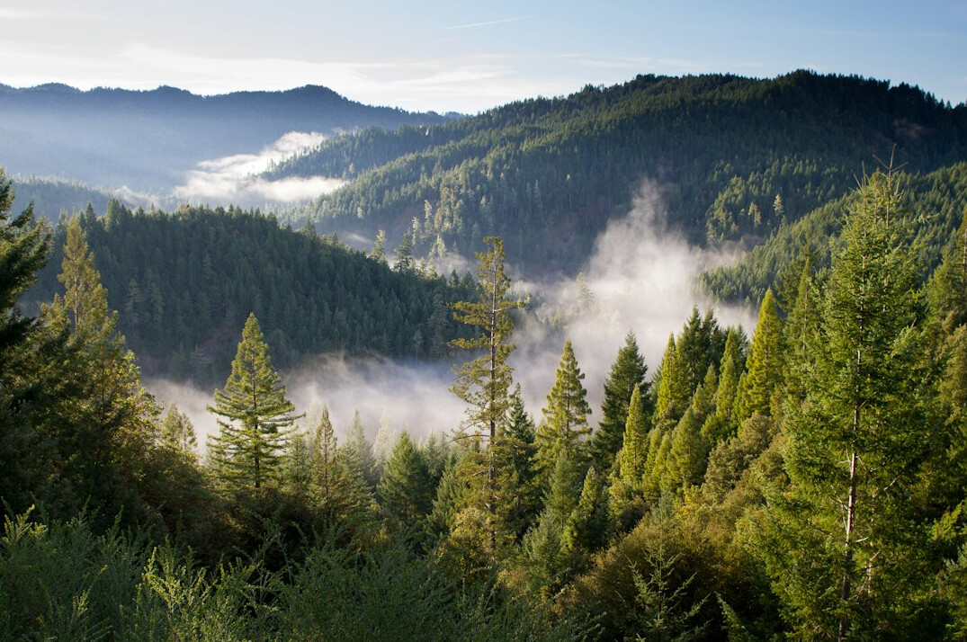 forest conservation