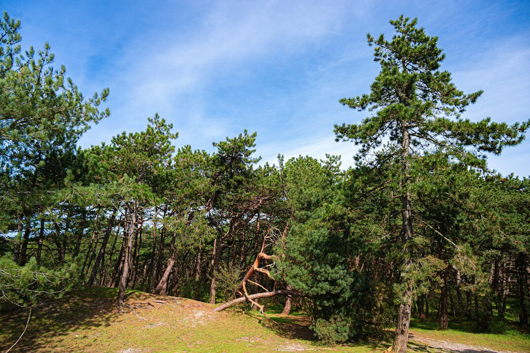 Protected coastal dunes and wetland landscape in Portugal